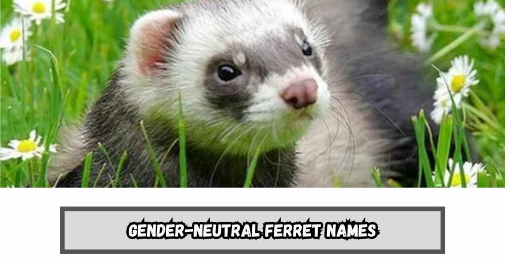Gender-Neutral Ferret Names