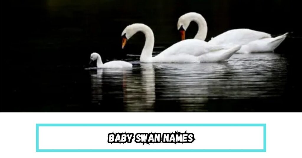 Baby Swan Names