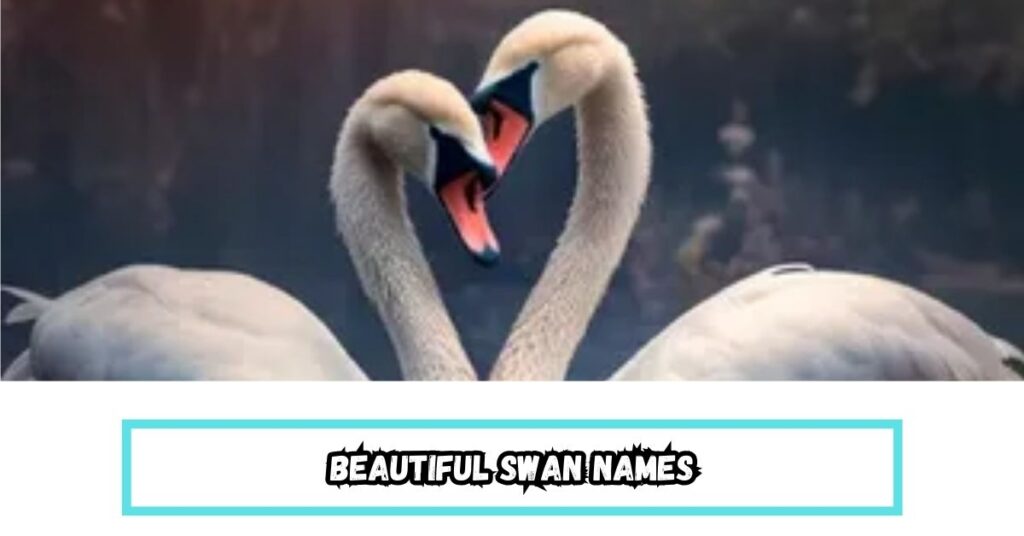 beautiful swan names