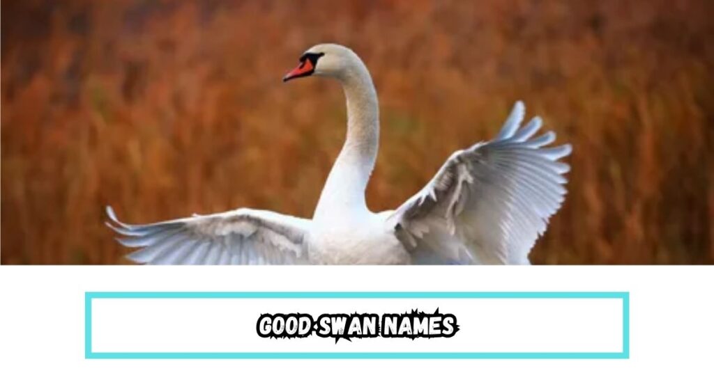 Good Swan Names