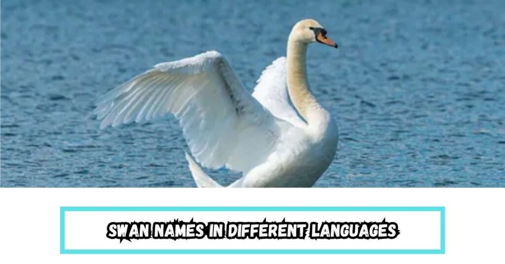 Swan Names in Different Languages