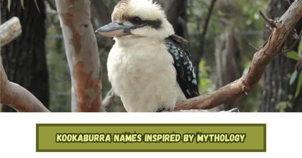 Kookaburra Names Inspired by Mythology