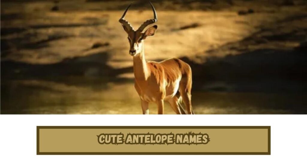 Cute Antelope Names