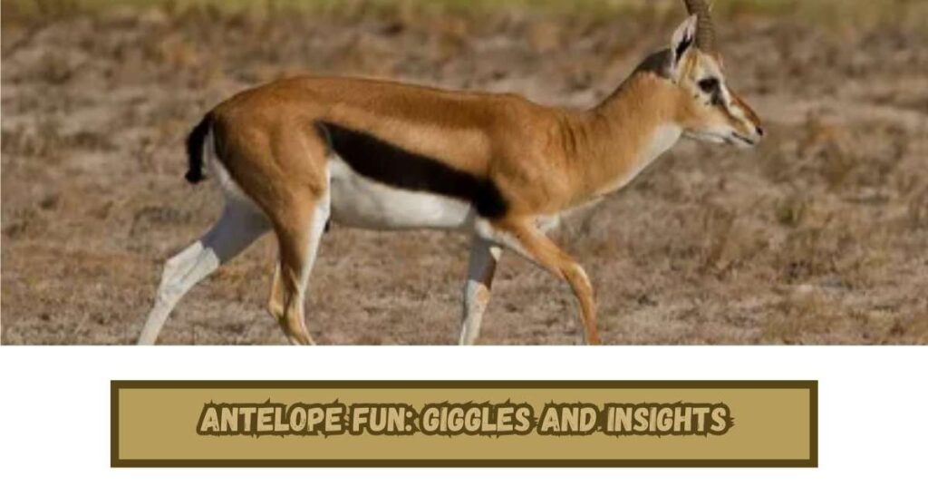 Antelope Fun: Giggles and Insights