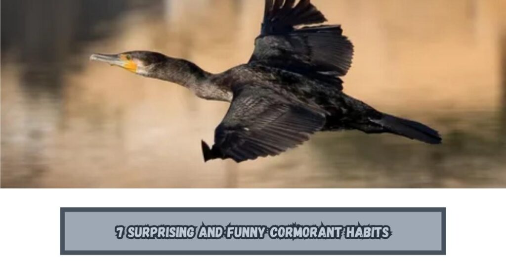 7 Surprising and Funny Cormorant Habits