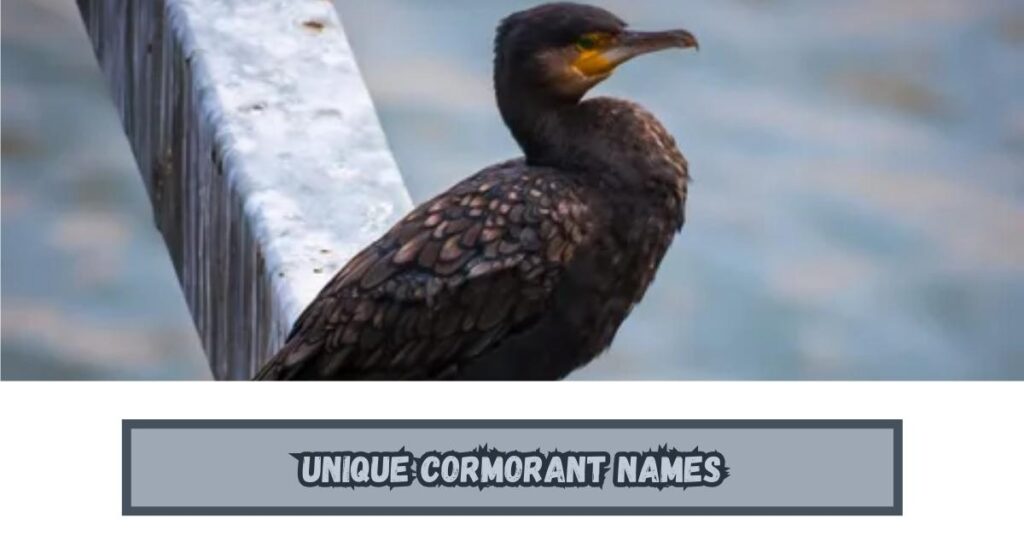 Unique Cormorant Names