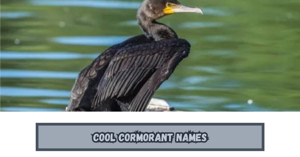 Cool Cormorant Names