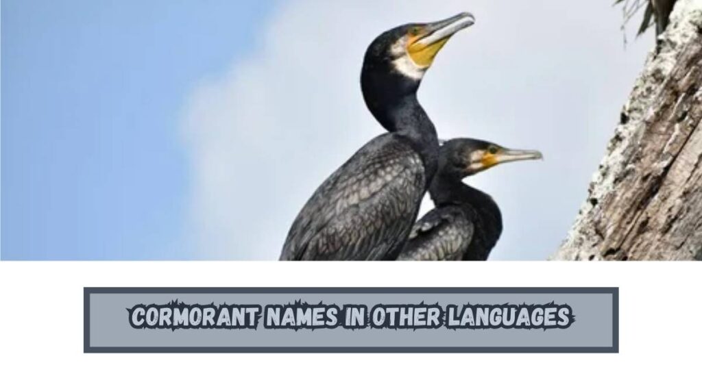 Cormorant Names in Other Languages