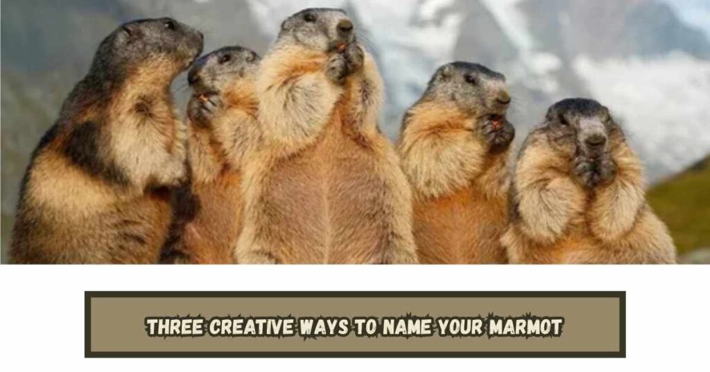 Three Creative Ways to Name Your Marmot