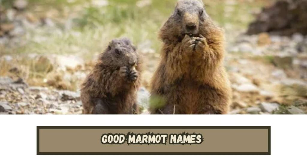 Good Marmot Names 