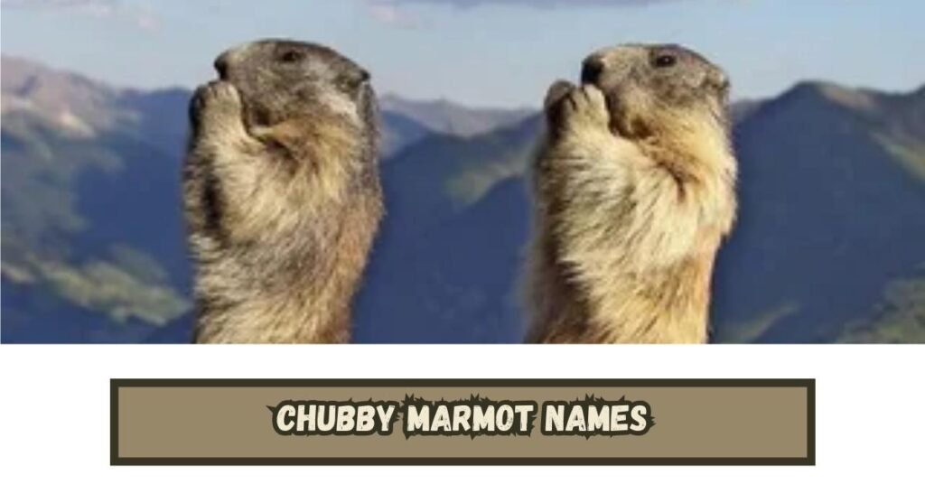 Chubby Marmot Names