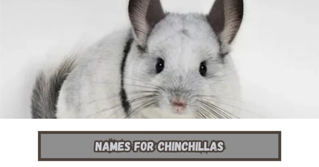 Chinchilla Names