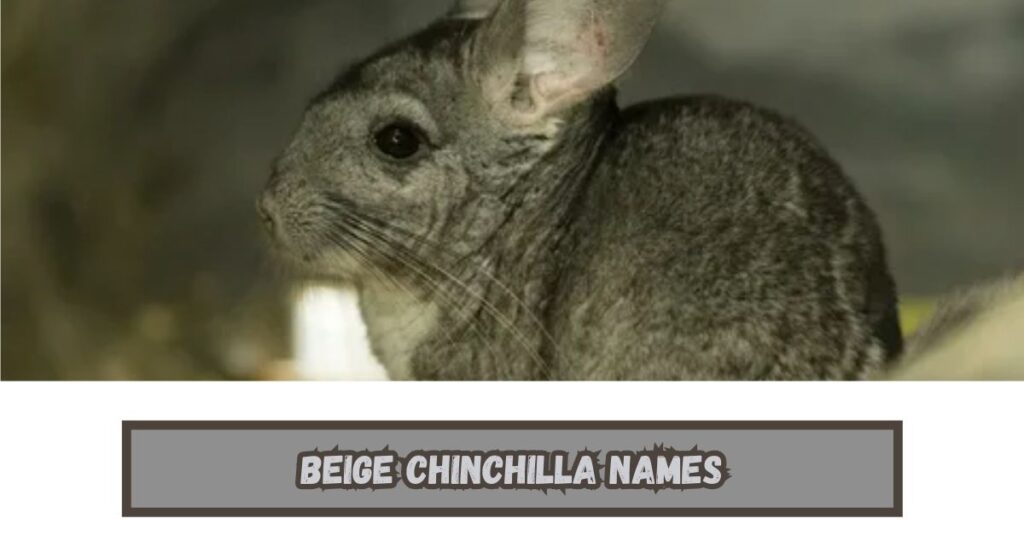 Chinchilla Names