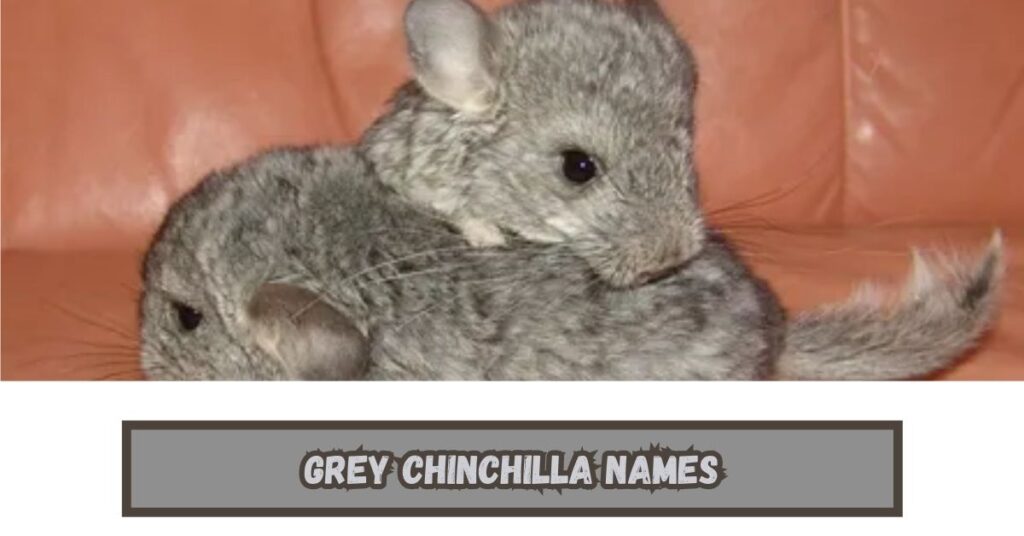 Chinchilla Names