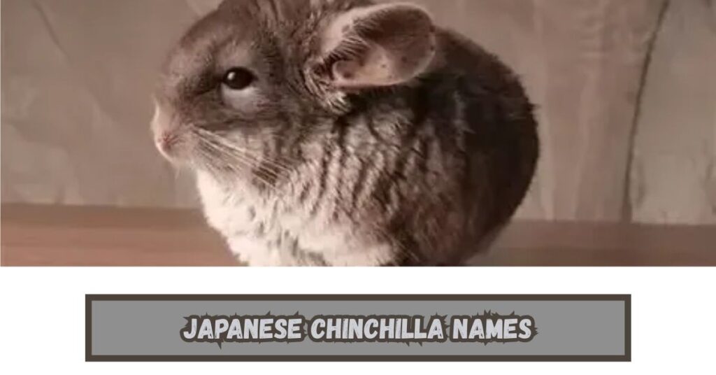 Chinchilla Names