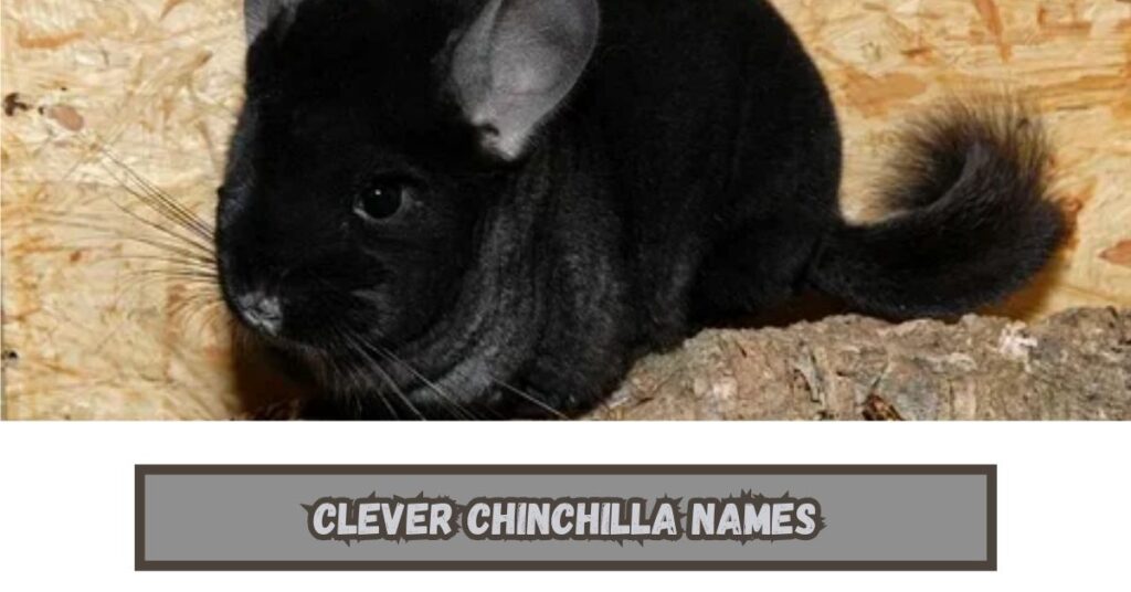 Chinchilla Names