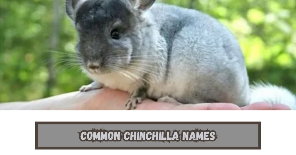 Chinchilla Names
