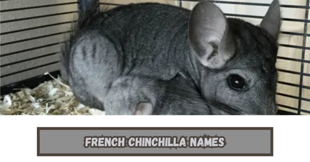 Chinchilla Names