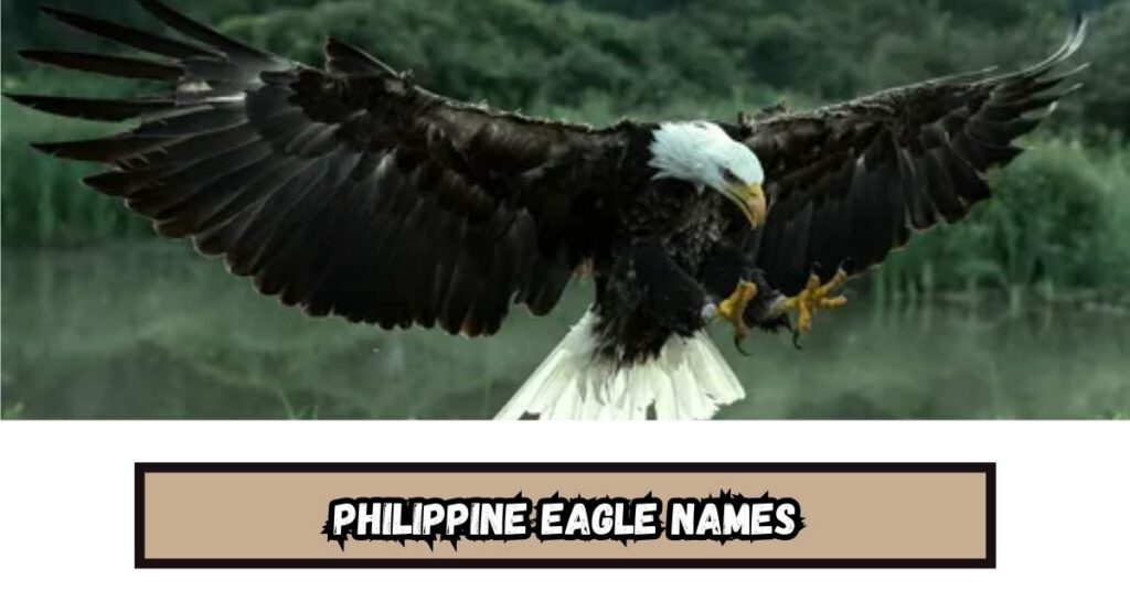 Philippine Eagle Names