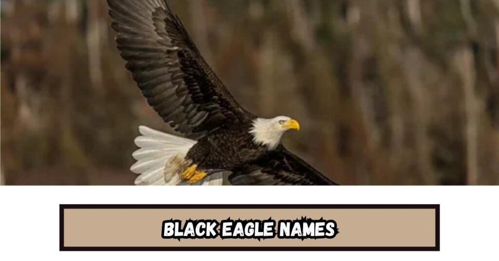Black Eagle Names