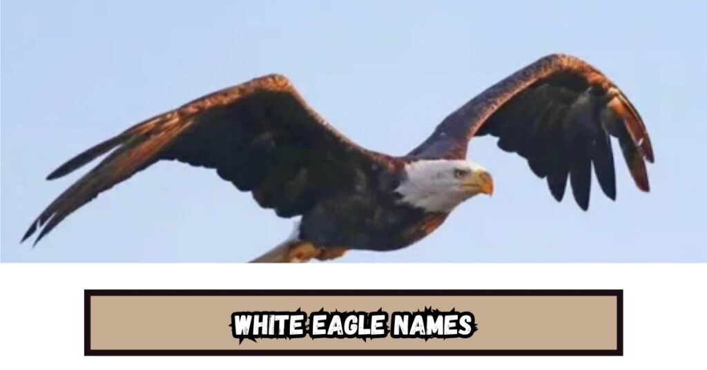 White Eagle Names