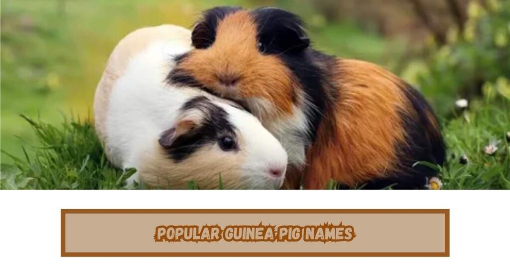 Popular Guinea Pig Names