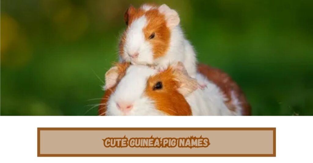 Cute Guinea Pig Names