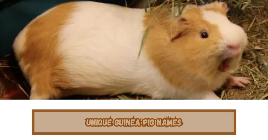 Unique Guinea Pig Names