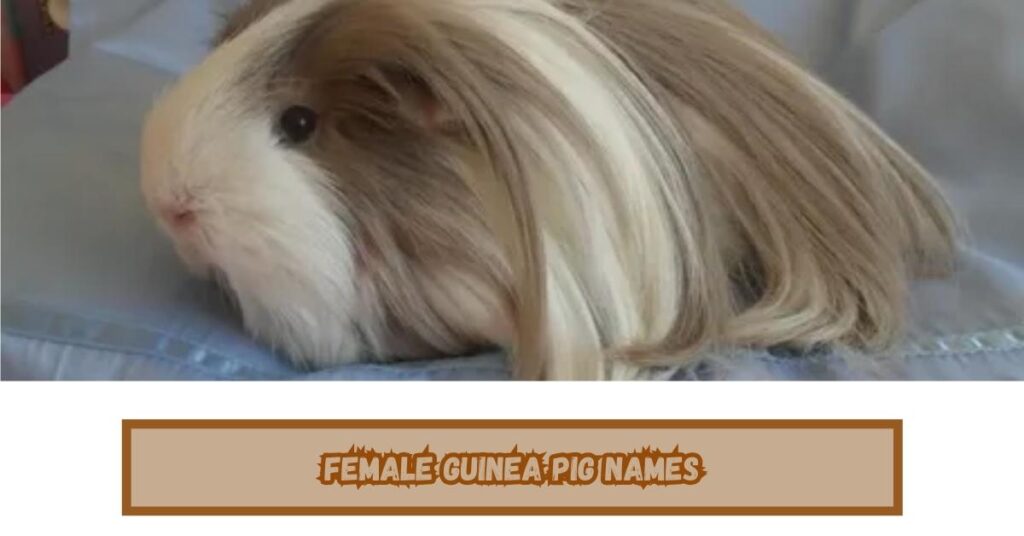 Female Guinea Pig Names
