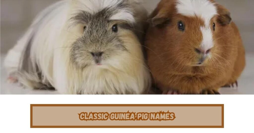 Classic Guinea Pig Names