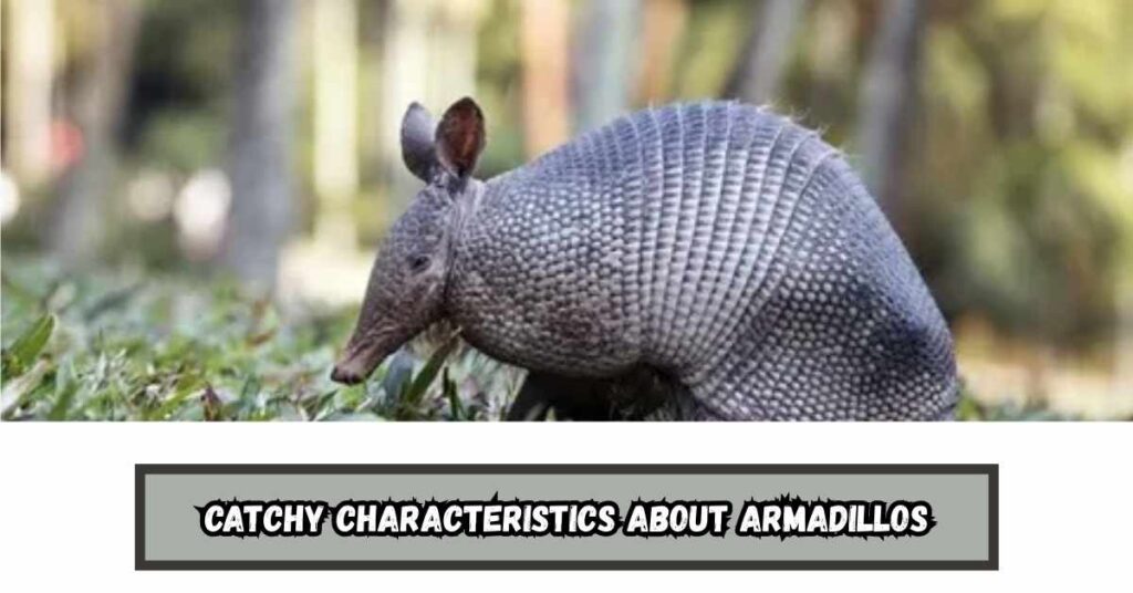 Catchy Characteristics About Armadillos