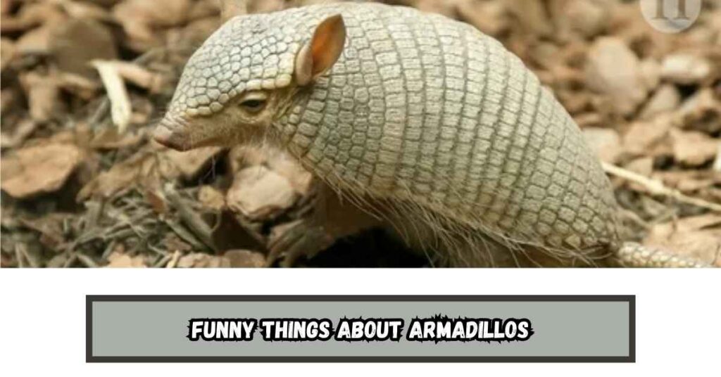 Funny Things About Armadillos