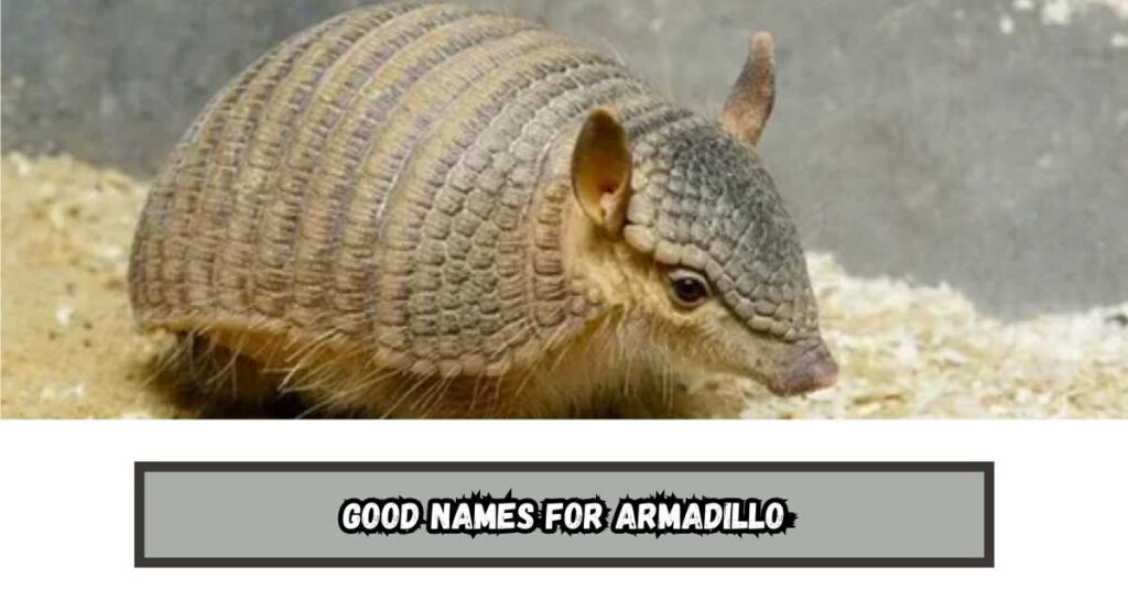 Good Names for Armadillo