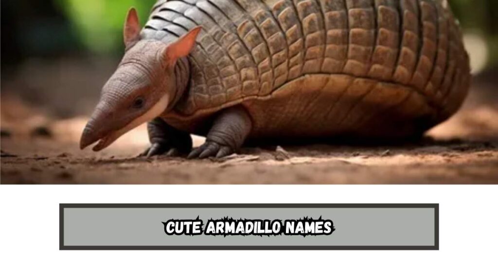 Cute Armadillo Names