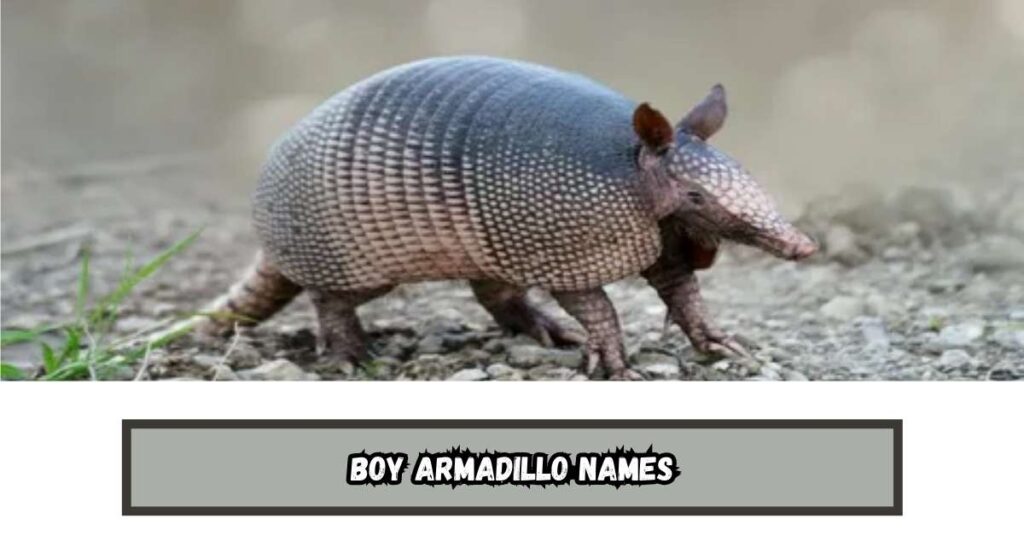 Boy Armadillo Names