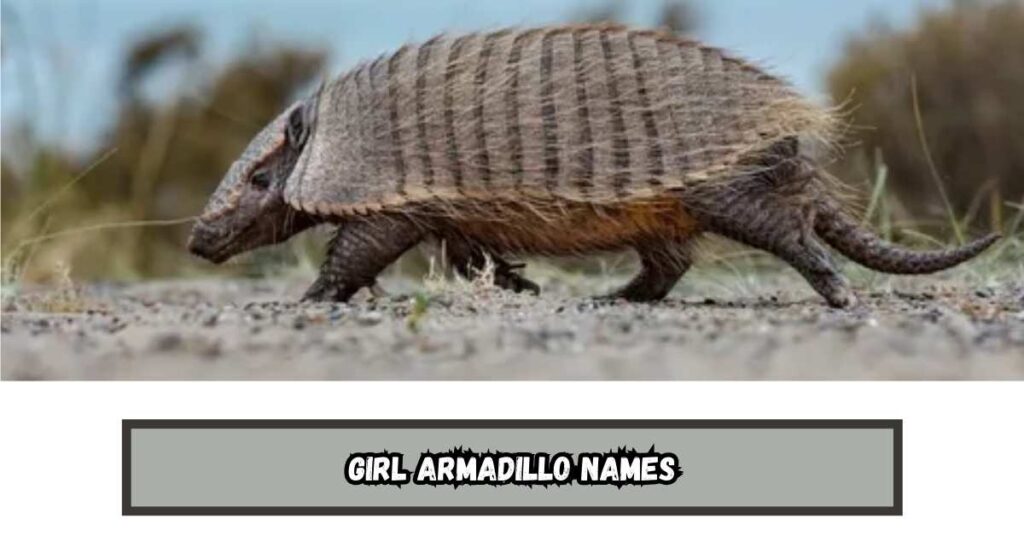 Girl Armadillo Names
