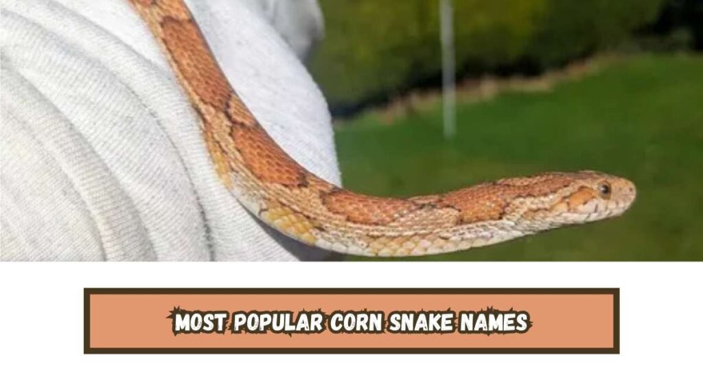 Most Popular Corn Snake Names