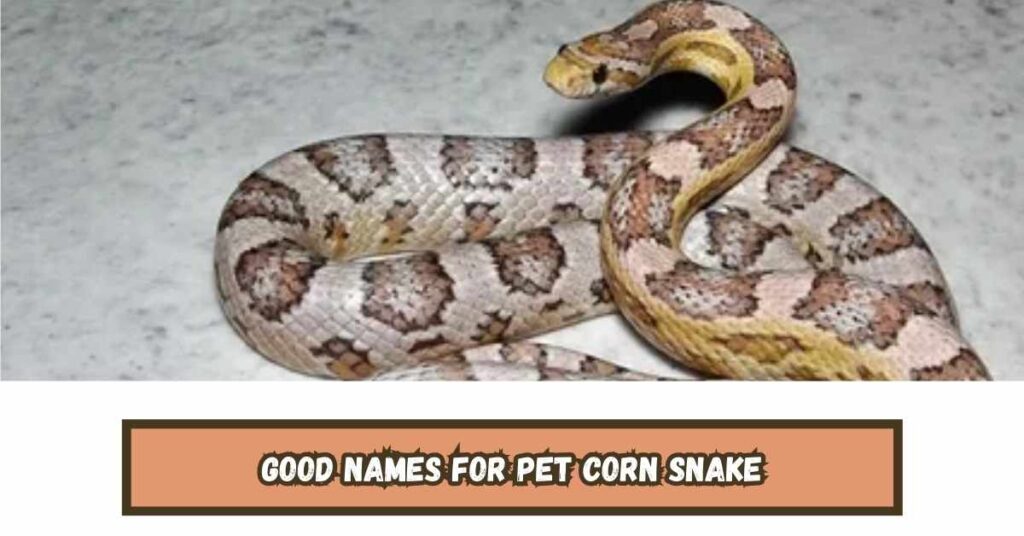 Good Names for Pet Corn Snake