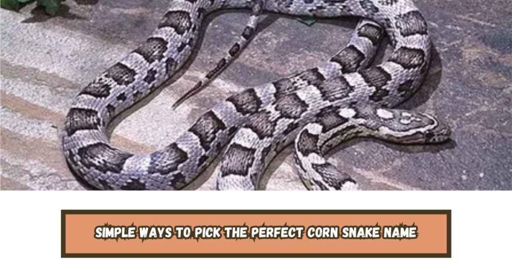 Simple Ways to Pick the Perfect Corn Snake Name