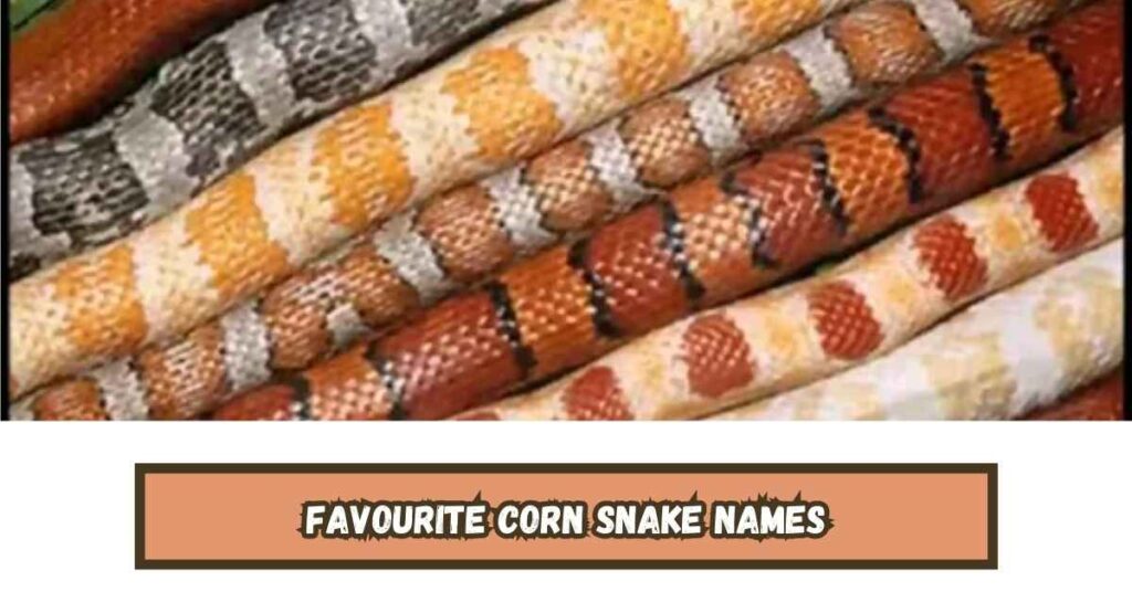 Favourite Corn Snake Names