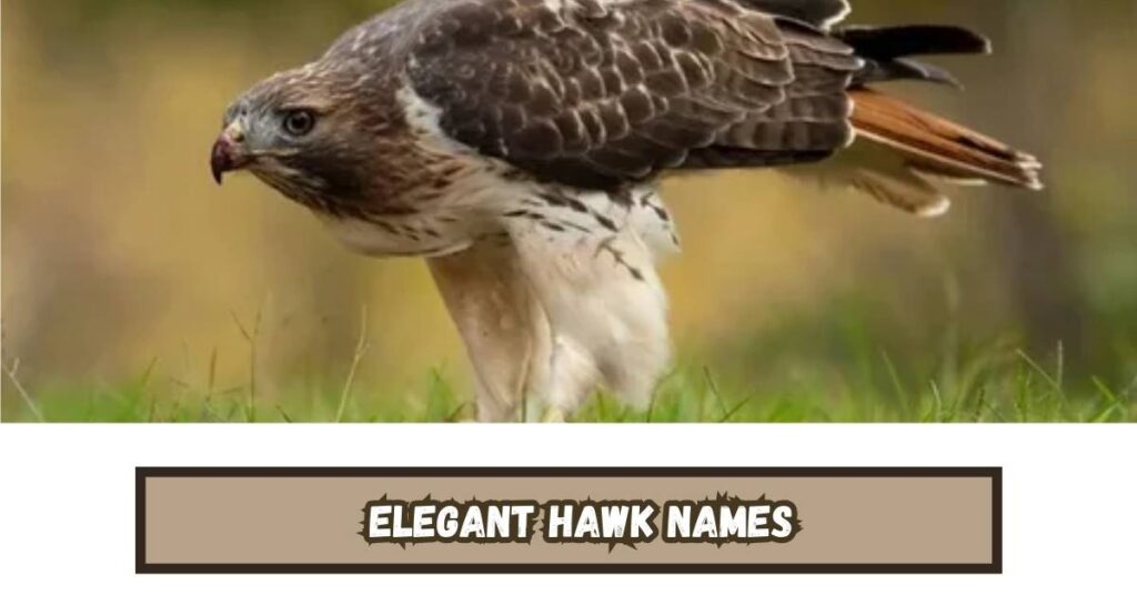 Elegant Hawk Names