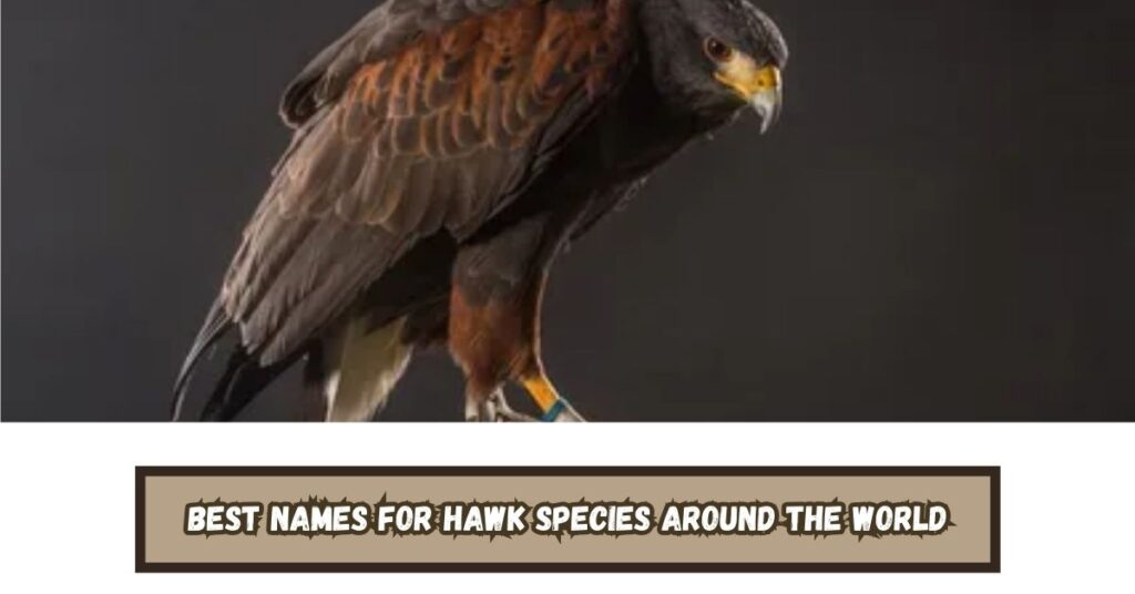 Best Names for Hawk Species Around the World