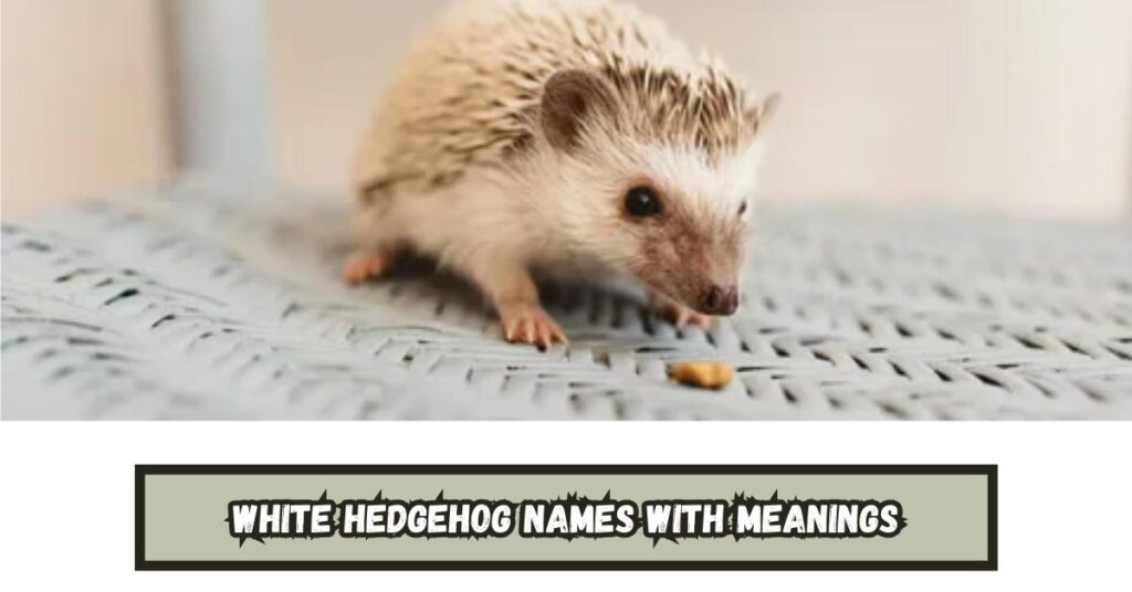 White Hedgehog Names with Meanings