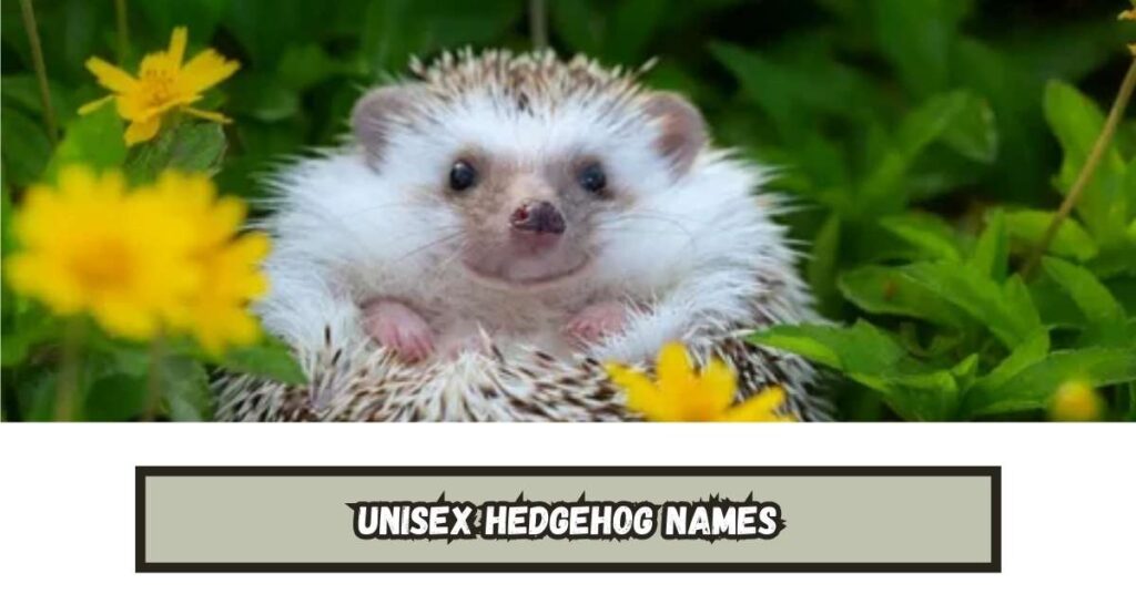 Unisex Hedgehog Names