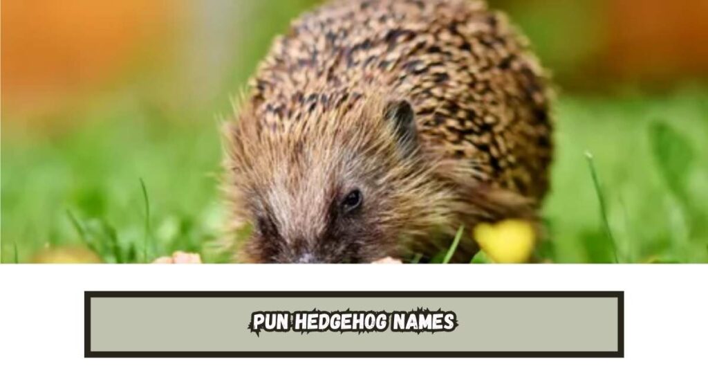 Pun Hedgehog Names