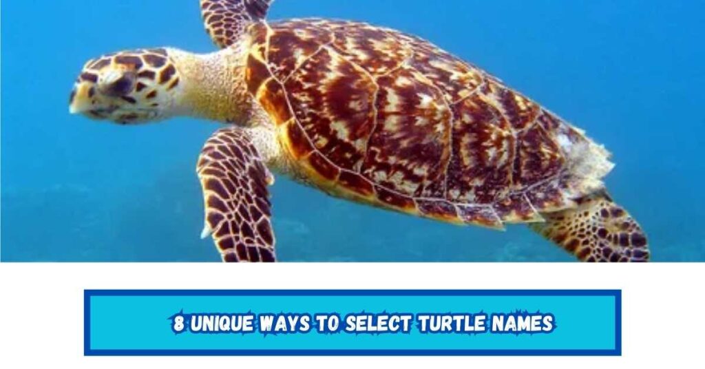 8 Unique Ways to Select Turtle Names