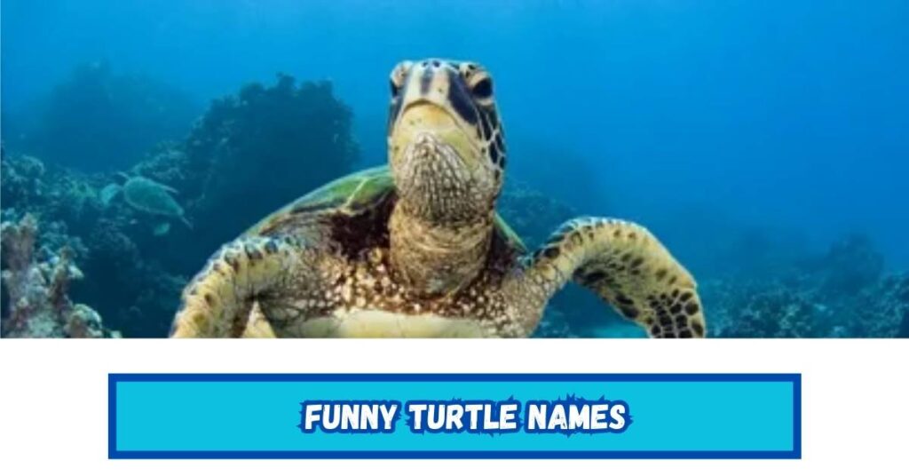 Funny Turtle Names