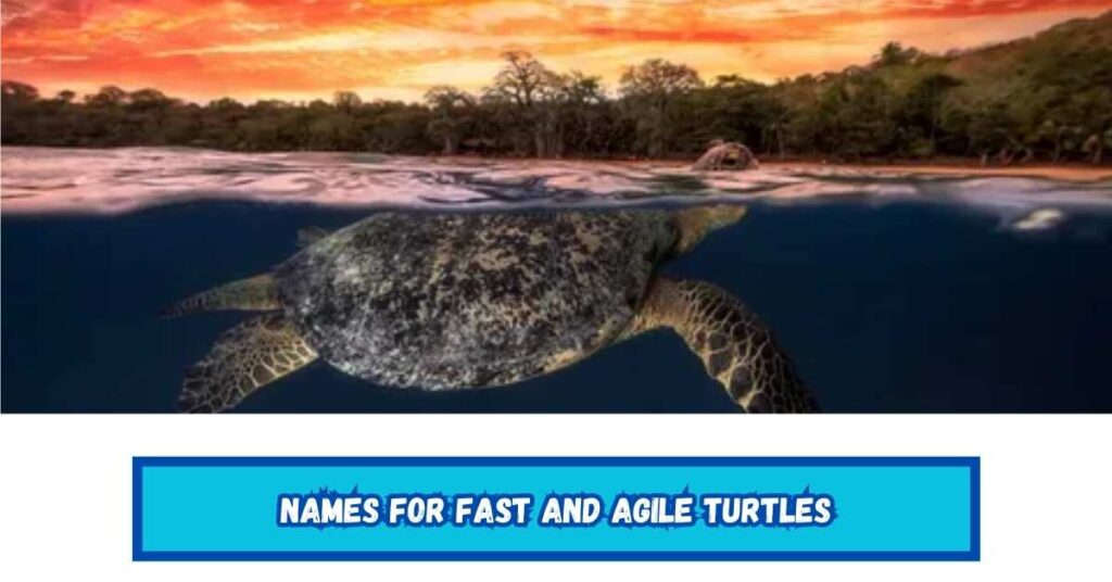 Names for Fast and Agile Turtles