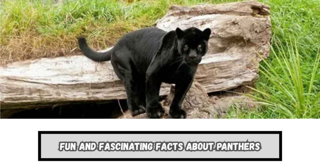 Fun and Fascinating Facts About Panthers
