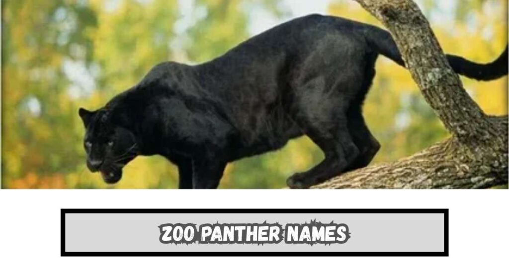 Zoo Panther Names